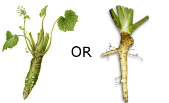 Wasabi Is Actually Horseradish